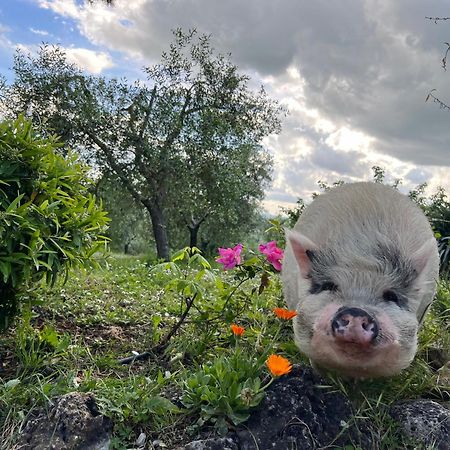 Agriturismo Pieve Sprenna ブオンコンヴェント エクステリア 写真